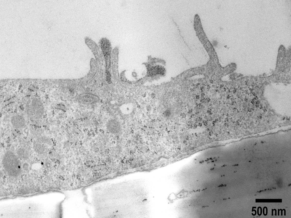 Electron Microscopy Suite